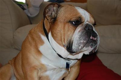 Stud Dogs - English Bulldog